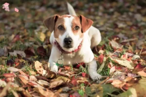 Mehr über den Artikel erfahren Danish-Swedish Farmdog Züchter und Welpen in Hovedstaden