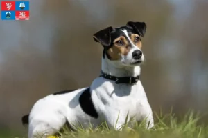 Mehr über den Artikel erfahren Danish-Swedish Farmdog Züchter und Welpen in Karlsbad