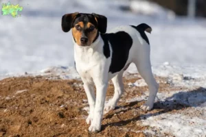 Mehr über den Artikel erfahren Danish-Swedish Farmdog Züchter und Welpen in Midtjylland