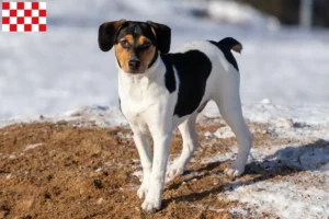 Mehr über den Artikel erfahren Danish-Swedish Farmdog Züchter und Welpen in Nordbrabant