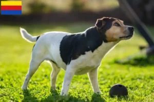 Mehr über den Artikel erfahren Danish-Swedish Farmdog Züchter und Welpen in Nordholland