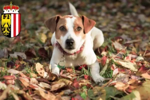 Mehr über den Artikel erfahren Danish-Swedish Farmdog Züchter und Welpen in Oberösterreich