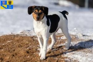 Mehr über den Artikel erfahren Danish-Swedish Farmdog Züchter und Welpen in Olmütz