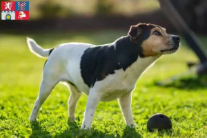 Mehr über den Artikel erfahren Danish-Swedish Farmdog Züchter und Welpen in Pardubice