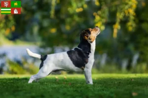 Mehr über den Artikel erfahren Danish-Swedish Farmdog Züchter und Welpen in Pilsen