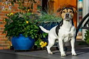 Mehr über den Artikel erfahren Danish-Swedish Farmdog Züchter und Welpen in Prag