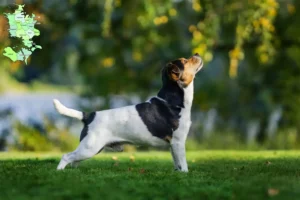 Mehr über den Artikel erfahren Danish-Swedish Farmdog Züchter und Welpen in Sjælland