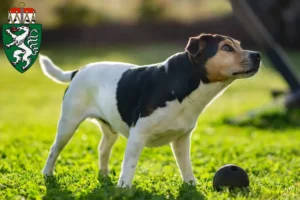 Mehr über den Artikel erfahren Danish-Swedish Farmdog Züchter und Welpen in der Steiermark