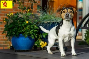 Mehr über den Artikel erfahren Danish-Swedish Farmdog Züchter und Welpen in Südholland