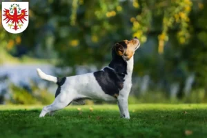 Mehr über den Artikel erfahren Danish-Swedish Farmdog Züchter und Welpen in Tirol