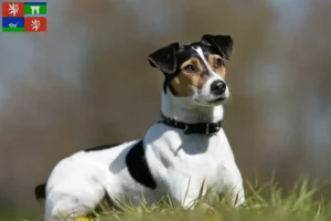 Mehr über den Artikel erfahren Danish-Swedish Farmdog Züchter und Welpen in Ústí