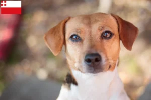 Mehr über den Artikel erfahren Danish-Swedish Farmdog Züchter und Welpen in Utrecht