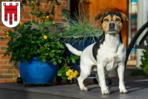 Mehr über den Artikel erfahren Danish-Swedish Farmdog Züchter und Welpen in Vorarlberg