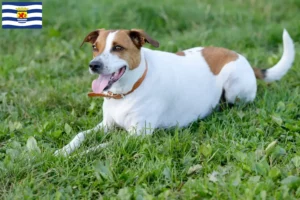 Mehr über den Artikel erfahren Danish-Swedish Farmdog Züchter und Welpen in Zeeland