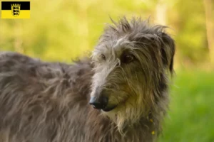 Mehr über den Artikel erfahren Deerhound Züchter und Welpen in Baden-Württemberg