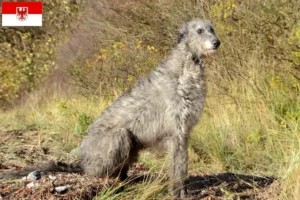 Mehr über den Artikel erfahren Deerhound Züchter und Welpen in Brandenburg