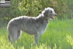 Mehr über den Artikel erfahren Deerhound Züchter und Welpen in der Bretagne