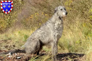 Mehr über den Artikel erfahren Deerhound Züchter und Welpen in Centre-Val de Loire