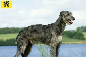Mehr über den Artikel erfahren Deerhound Züchter und Welpen in Flandern