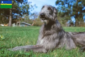 Mehr über den Artikel erfahren Deerhound Züchter und Welpen in Flevoland