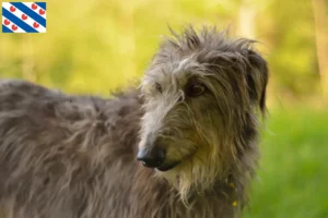 Mehr über den Artikel erfahren Deerhound Züchter und Welpen in Friesland