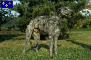 Mehr über den Artikel erfahren Deerhound Züchter und Welpen in Île-de-France