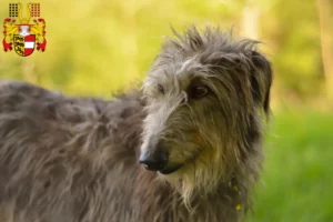 Mehr über den Artikel erfahren Deerhound Züchter und Welpen in Kärnten