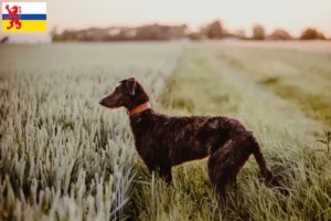 Mehr über den Artikel erfahren Deerhound Züchter und Welpen in Limburg