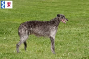 Mehr über den Artikel erfahren Deerhound Züchter und Welpen in Nouvelle-Aquitaine