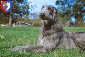 Mehr über den Artikel erfahren Deerhound Züchter und Welpen in Pays de la Loire