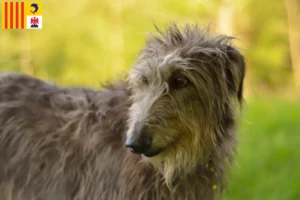 Mehr über den Artikel erfahren Deerhound Züchter und Welpen in der Provence-Alpes-Côte d’Azur