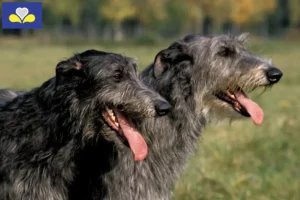 Mehr über den Artikel erfahren Deerhound Züchter und Welpen in Region Brüssel-Hauptstadt