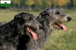 Mehr über den Artikel erfahren Deerhound Züchter und Welpen in Sachsen