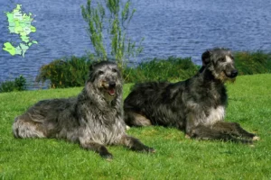 Mehr über den Artikel erfahren Deerhound Züchter und Welpen in Sjælland