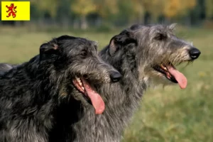 Mehr über den Artikel erfahren Deerhound Züchter und Welpen in Südholland