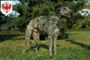 Mehr über den Artikel erfahren Deerhound Züchter und Welpen in Tirol