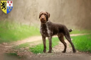 Mehr über den Artikel erfahren Deutsch Drahthaar Züchter und Welpen in Hauts-de-France