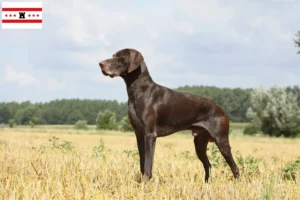 Mehr über den Artikel erfahren Deutsch Kurzhaar Züchter und Welpen in Drenthe