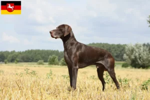 Mehr über den Artikel erfahren Deutsch Kurzhaar Züchter und Welpen in Niedersachsen