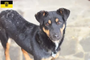 Mehr über den Artikel erfahren Deutscher Jagdterrier Züchter und Welpen in Baden-Württemberg