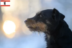 Mehr über den Artikel erfahren Deutscher Jagdterrier Züchter und Welpen in Berlin