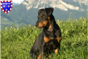 Mehr über den Artikel erfahren Deutscher Jagdterrier Züchter und Welpen in Centre-Val de Loire