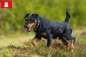 Mehr über den Artikel erfahren Deutscher Jagdterrier Züchter und Welpen in Hamburg