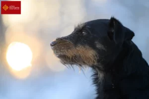 Mehr über den Artikel erfahren Deutscher Jagdterrier Züchter und Welpen in Okzitanien