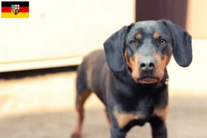 Mehr über den Artikel erfahren Deutscher Jagdterrier Züchter und Welpen im Saarland