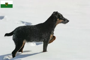 Mehr über den Artikel erfahren Deutscher Jagdterrier Züchter und Welpen in Sachsen