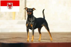 Mehr über den Artikel erfahren Deutscher Pinscher Züchter und Welpen in Brandenburg