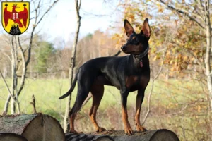 Mehr über den Artikel erfahren Deutscher Pinscher Züchter und Welpen im Burgenland