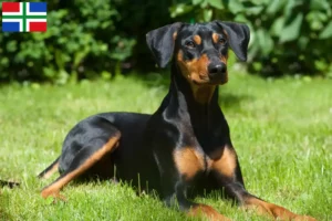 Mehr über den Artikel erfahren Deutscher Pinscher Züchter und Welpen in Groningen