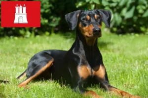 Mehr über den Artikel erfahren Deutscher Pinscher Züchter und Welpen in Hamburg